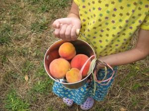 Little Hen picks peaches