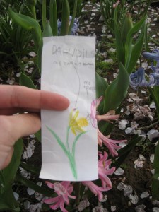 "Daffodil"