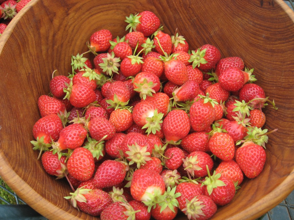 Sauvie Island Strawberries Parkrose Permaculture