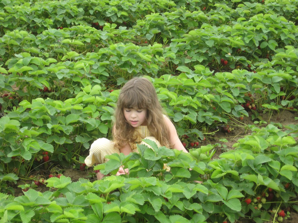 Sauvie Island Strawberries Parkrose Permaculture