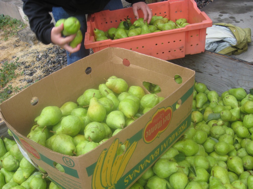 Bartlett Harvest Parkrose Permaculture
