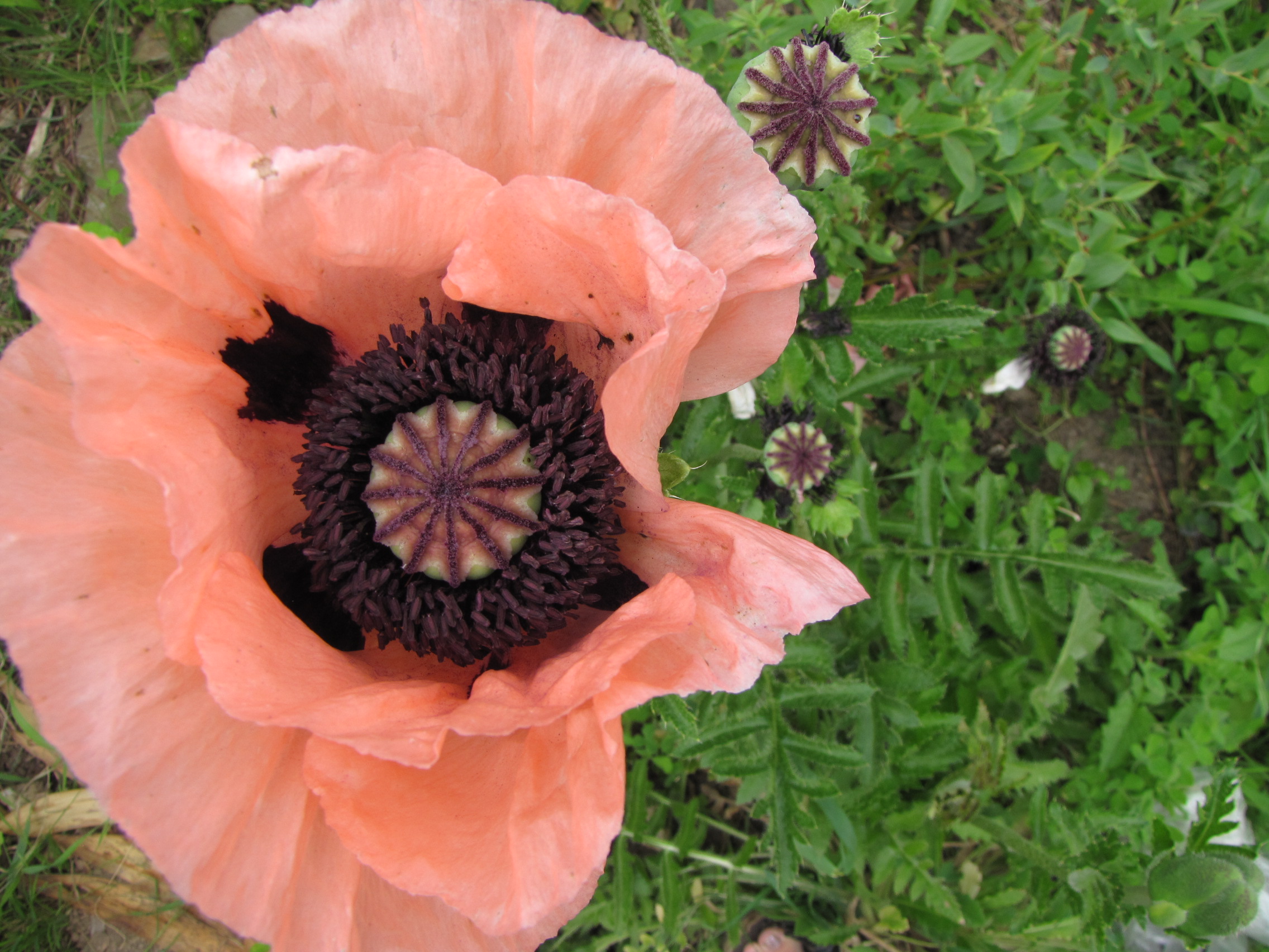 Poppies in perfect bloom, nestled in the fairy garden