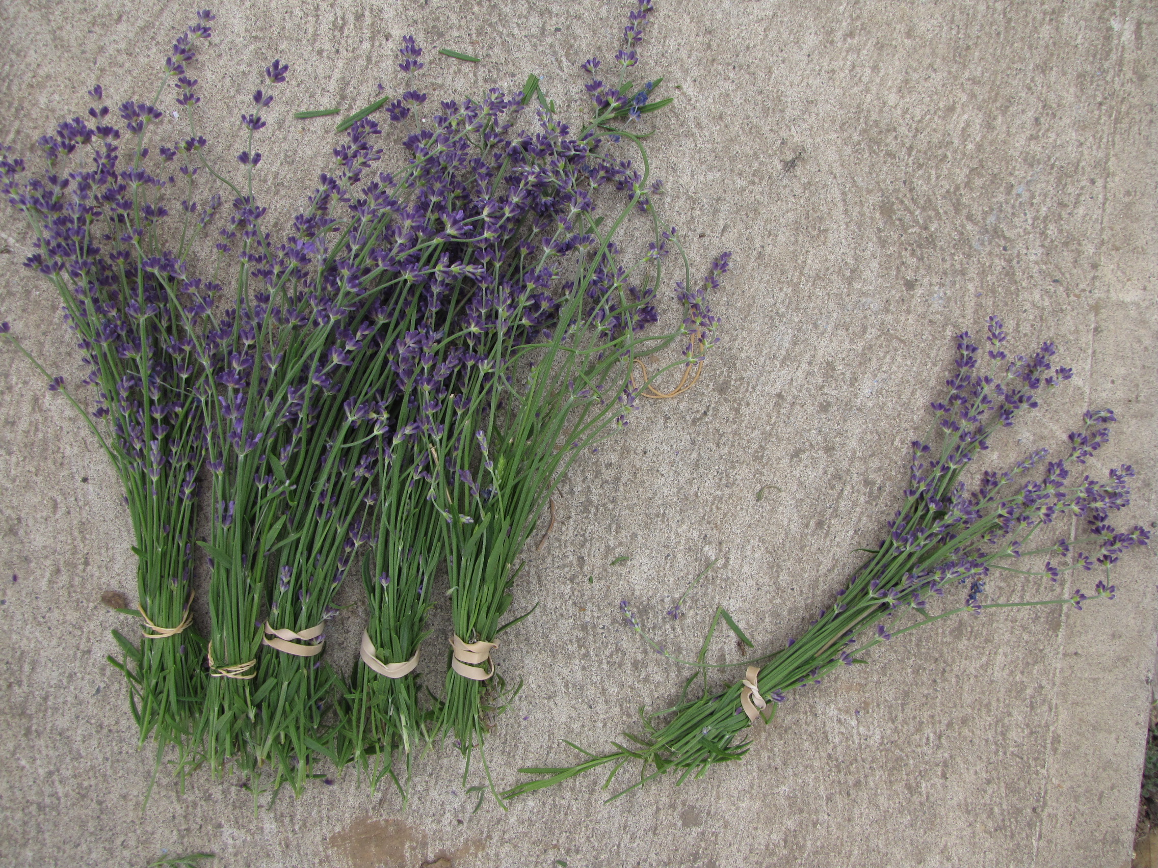 Culinary lavendar.  I love harvesting it, with the bees buzzing all around.