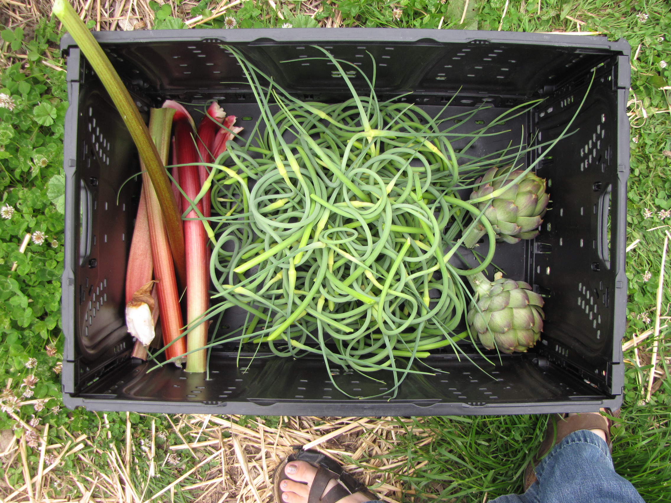 Rhubarb, garlic scapes, artichokes