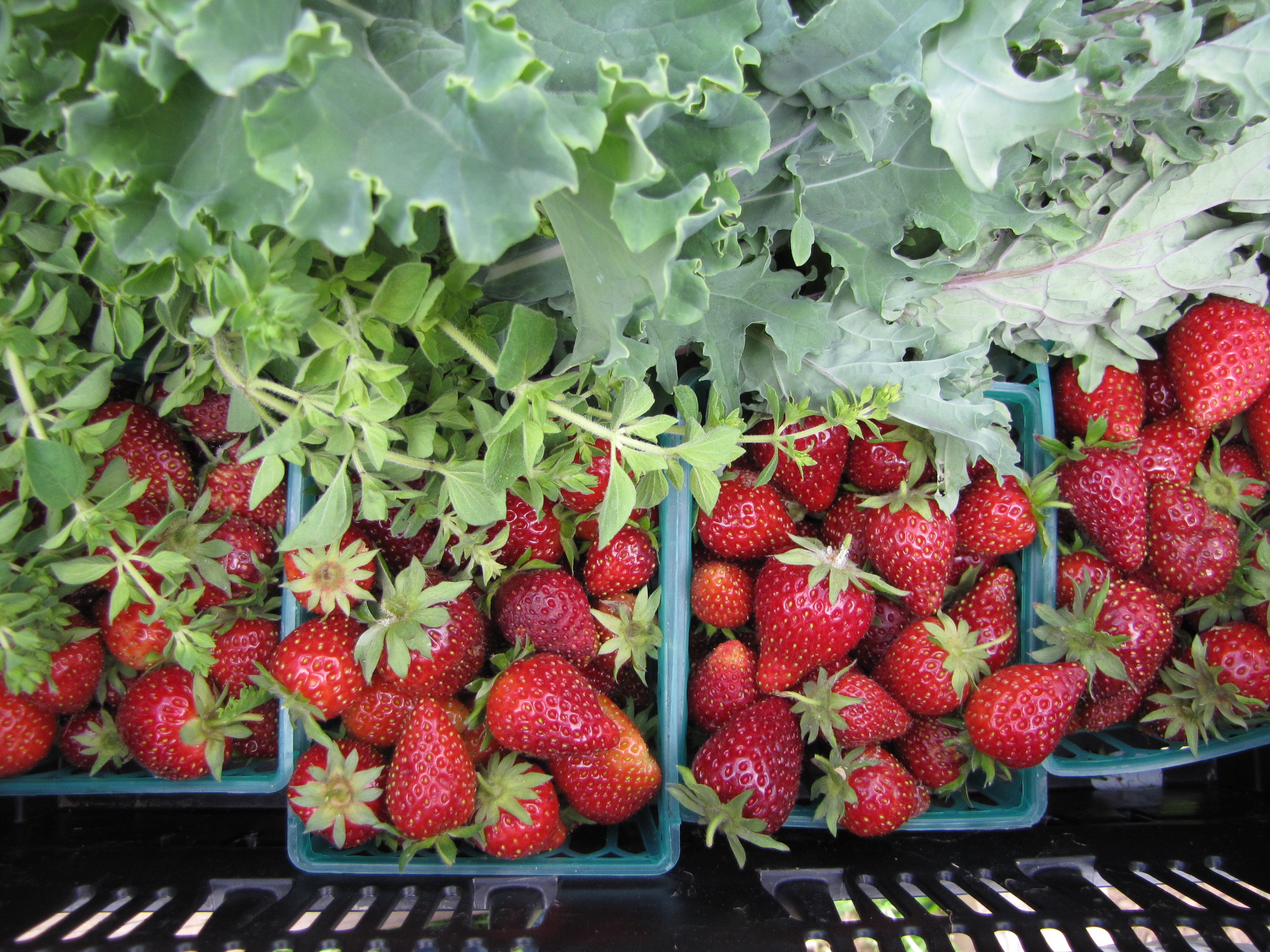 Kale, oregano, strawberries