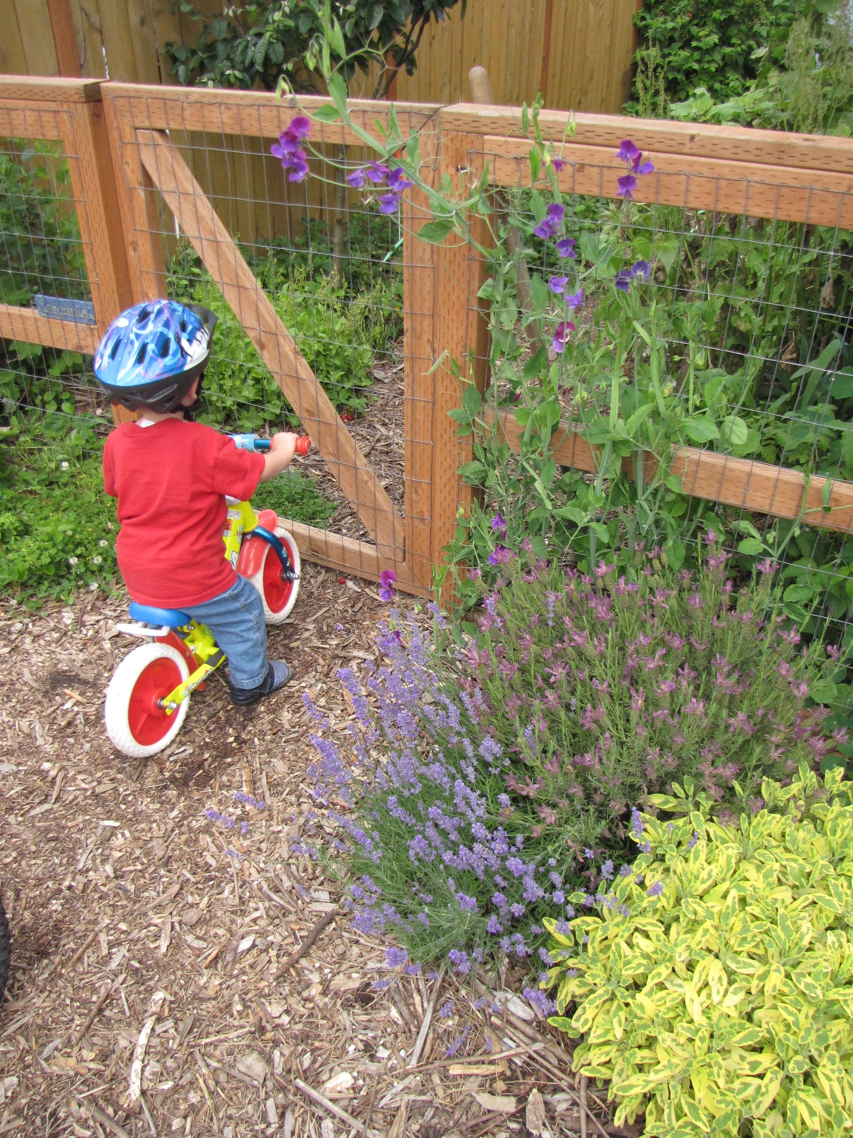 George, almost two. On his push bike.  