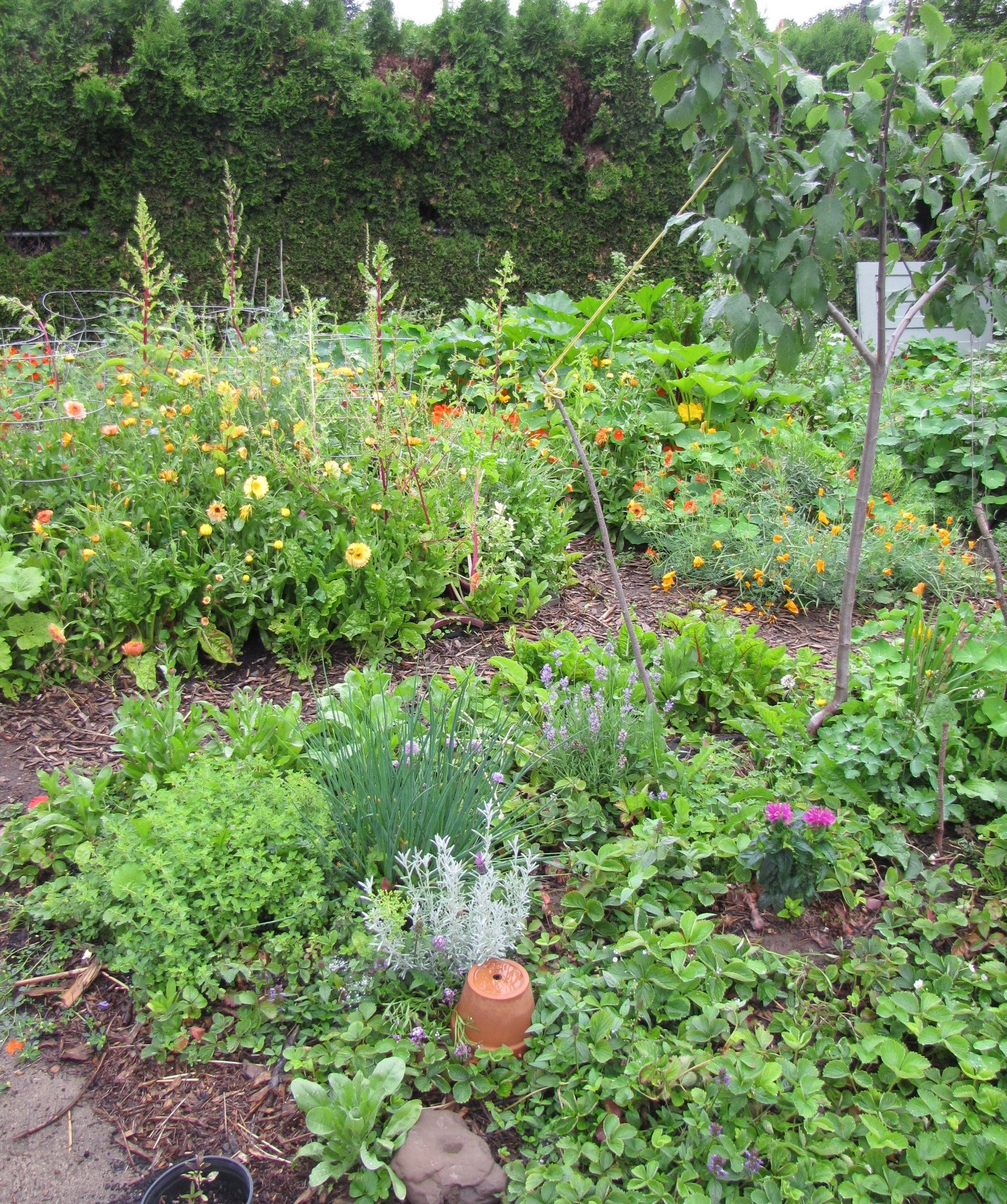 Another view of the young plum guild (annuals in beds behind).