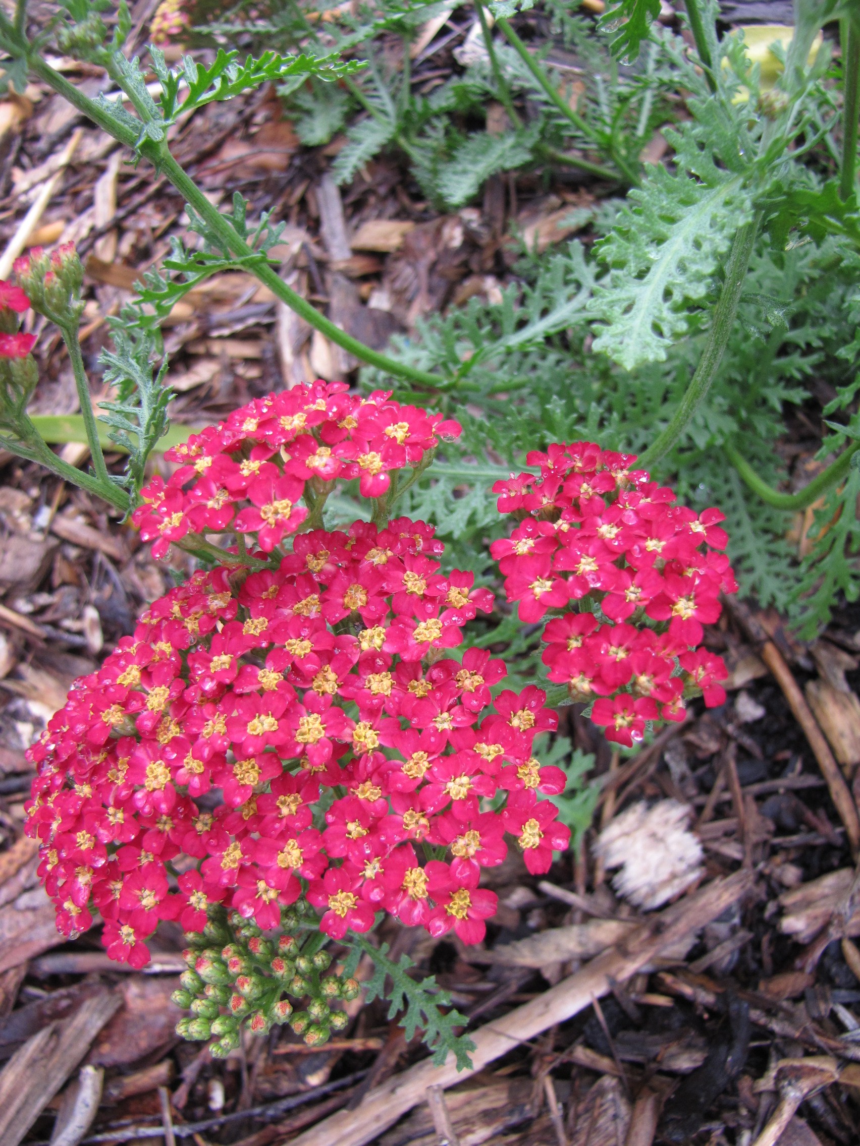 Red Yarrow ( Achillea millefolium).  Great permaculture plant - attracts man beneficial insects and can be used to staunch bleeding from cuts (works really well, actually.)