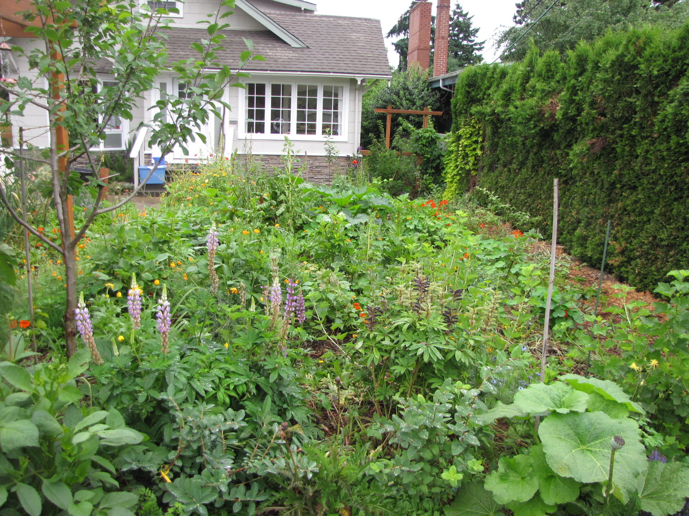 Front yard late June.  Lupines are self-sowing around.   The first year of since ripping out the dahlias which used to fill the entire bed.  This guild includes honeyberries, plum trees, a baby quince (staked, on the right), rhubarb, currants, lilacs, oodles of beneficial perennial flowering plants, bronze fennel, comfrey.