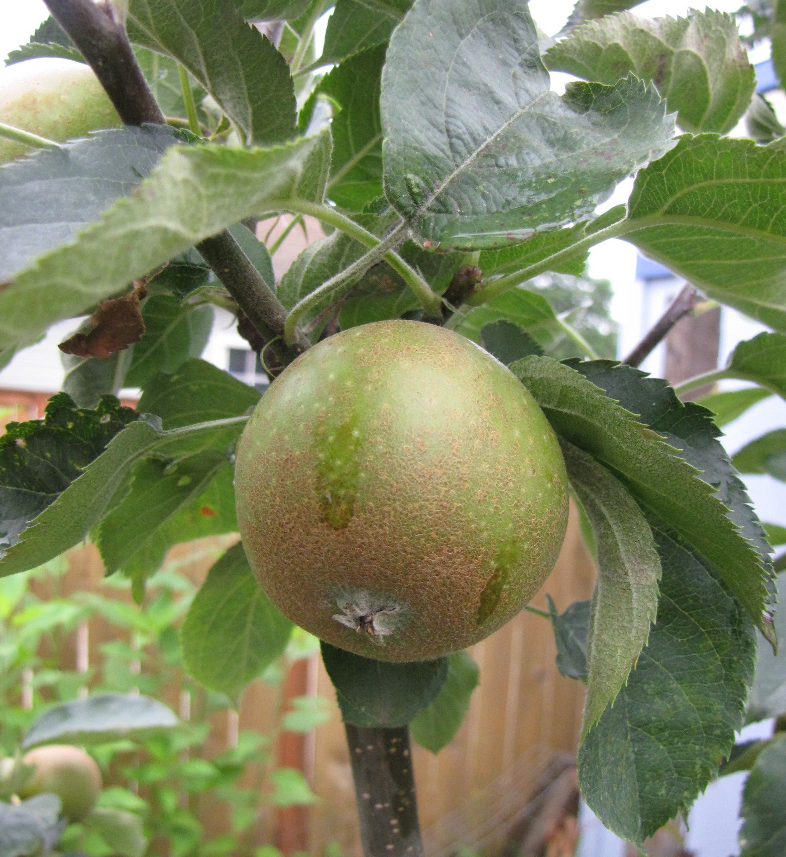 A young Cox's Orange Pippin apple
