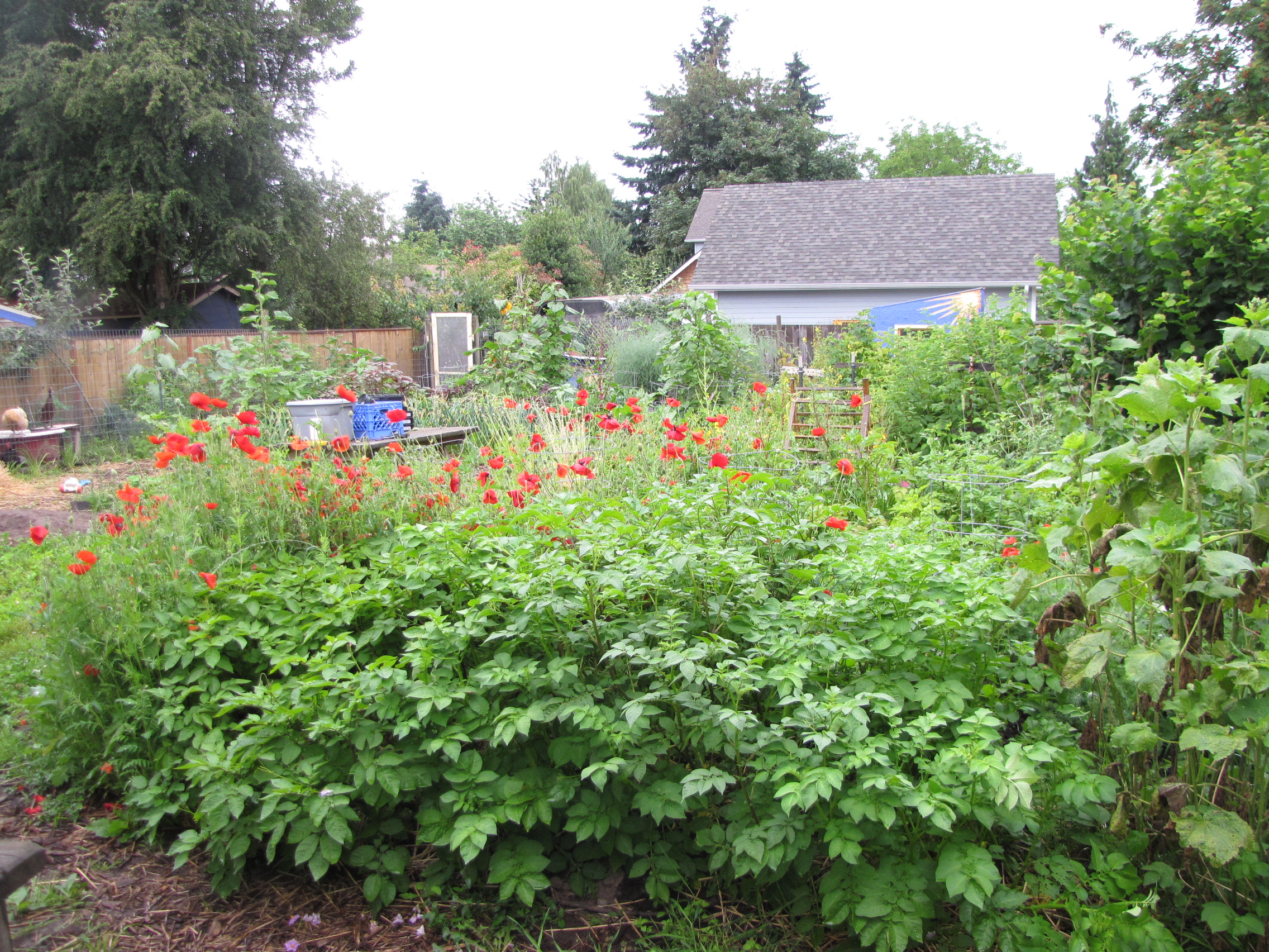 Potatoes, poppies, hollyhocks, kale, cucumber, chard, pumpkins, tomatoes, white clover, currants, gladioulus, chard, filbert: a healthy and vigorous polculture, full of bees every morning