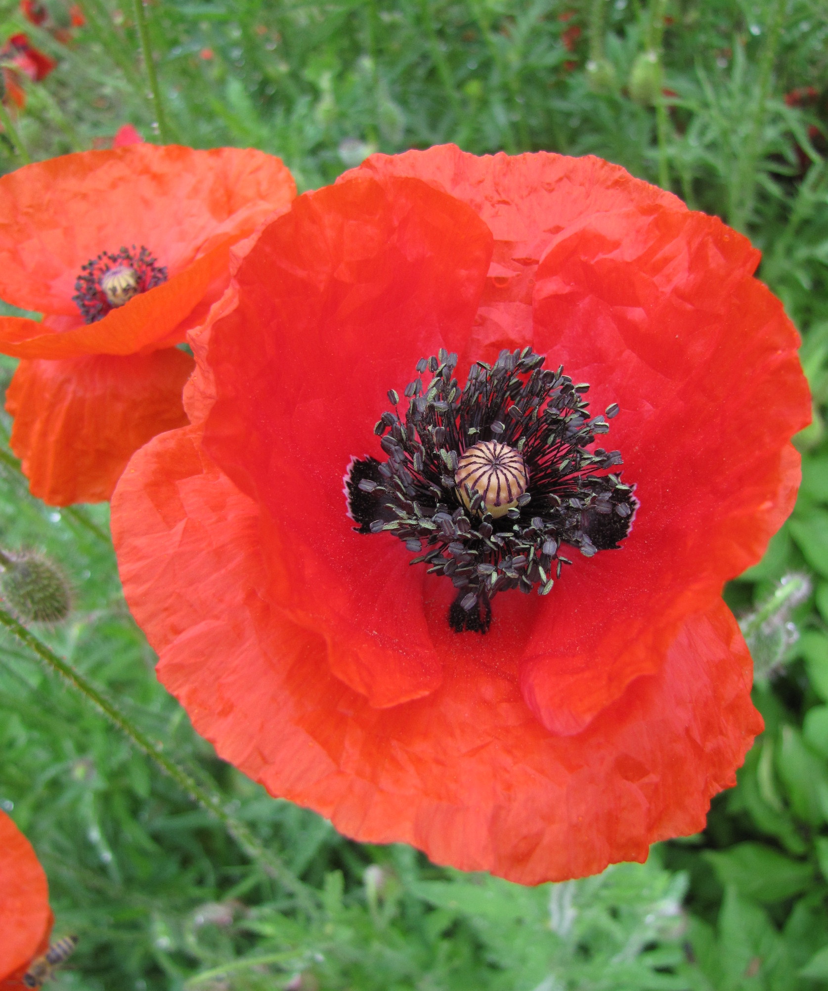 Corn poppies: a self-sowing annual poppy.  Reliable, beautiful, and low-maintenance.