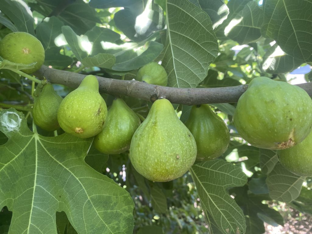 Breba Fig the size of a pear & 2-3 times bigger than normal figs