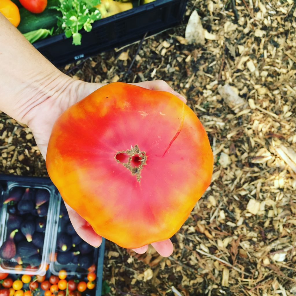 Brandywine Pink Heirloom Tomato Seeds, the taste says it all – Papaws  Garden Supply LLC