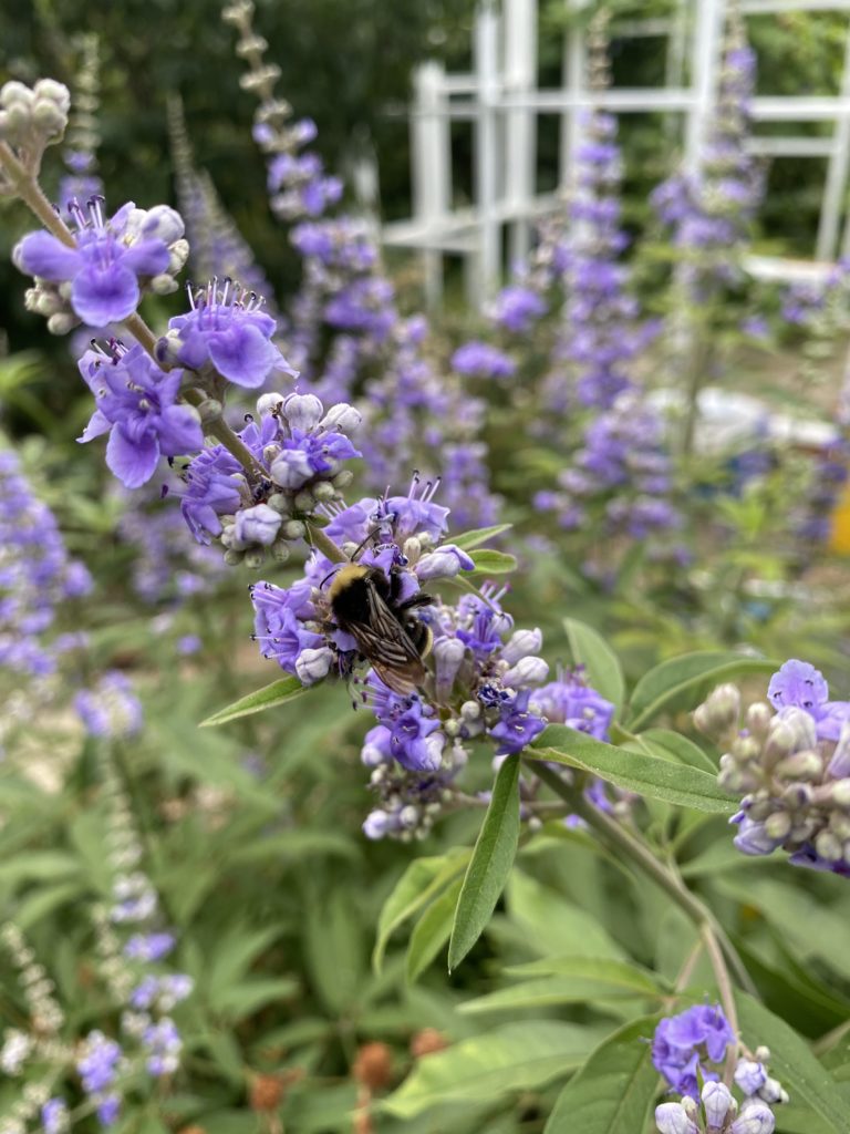 lavender brahmas at 5 weeks old｜TikTok Search