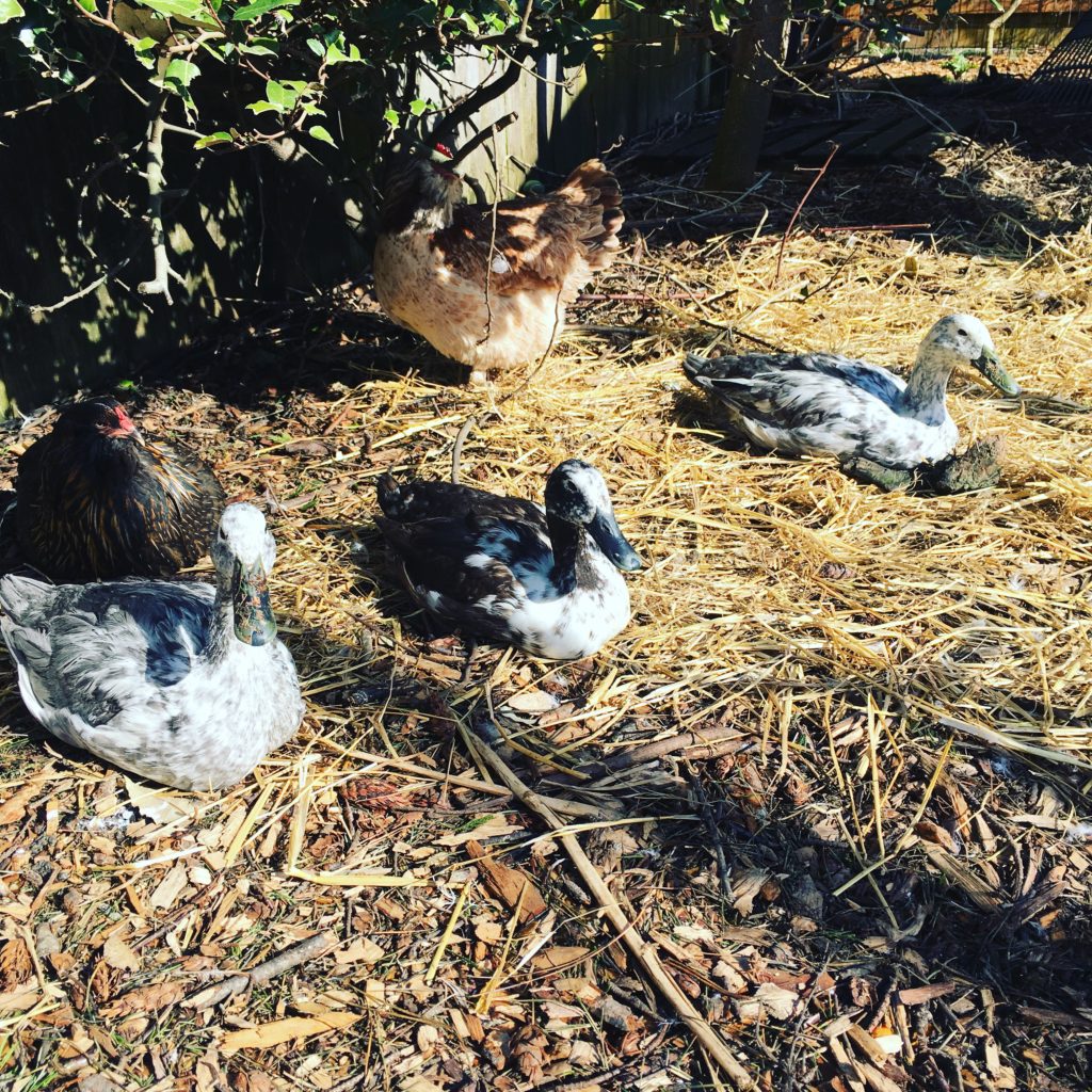 The World's Loudest Runner Duck Parkrose Permaculture